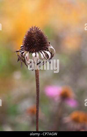 Echinacea purpurea, Echinacea, Purple coneflower, Marrone. Foto Stock