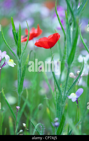 Papaver rhoeas, papavero, rosso. Foto Stock