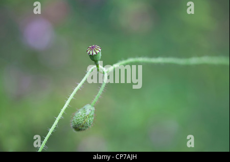 Papaver rhoeas, papavero, verde, verde. Foto Stock