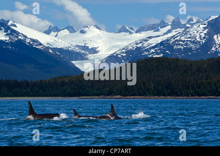 Composito: Pod di orche superficie nel passaggio preferito vicino a Juneau con Costiera in background, Alaska Foto Stock