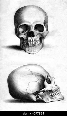 Parte anteriore e laterale di incisione teschio umano da William Miller dopo il disegno da W Miller, pubblicato in incisioni dello scheletro di Foto Stock