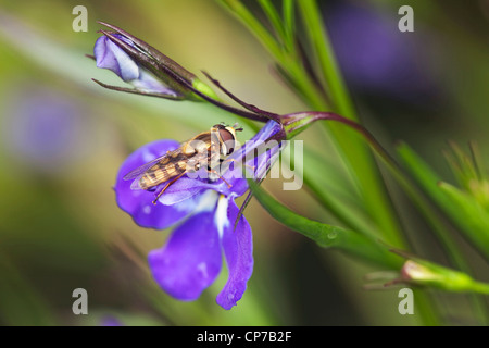 Lobelia erinus 'Sapphire', Lobelia, blu. Foto Stock