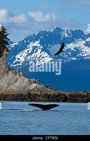 Composito: vista panoramica di Lynn Canal a testa di leone con un Humpback fluke in primo piano e un aquila calva overhead, Alaska Foto Stock