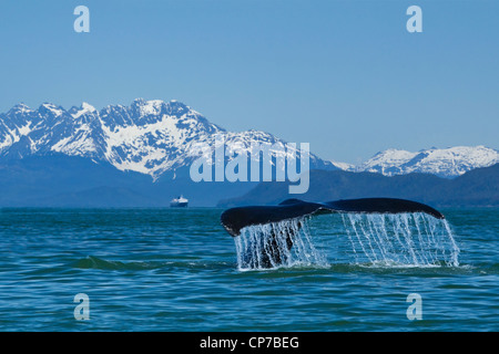 Composito: Humpback Whale fluking in Lynn Canal con M/V Matanuska nella distanza, all'interno del passaggio, a sud-est di Alaska, estate Foto Stock