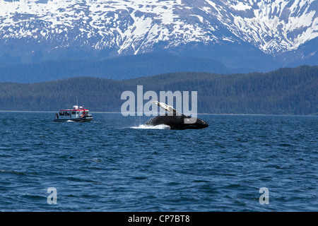 I turisti in wildlife tour guarda come una megattera violazioni in Lynn Canal, all'interno del passaggio, a sud-est di Alaska, estate Foto Stock