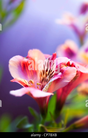 Alstroemeria cultivar, Alstroemeria, giglio peruviano, Rosa. Foto Stock