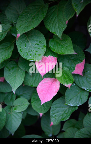 Actinidia kolomikta, Actinidia, verde. Foto Stock