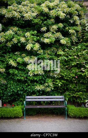 Hydrangea petiolaris, ortensie, arrampicata, bianco. Foto Stock