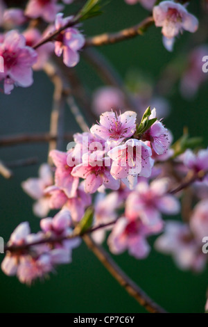 Prunus persica, pesca, rosa. Foto Stock