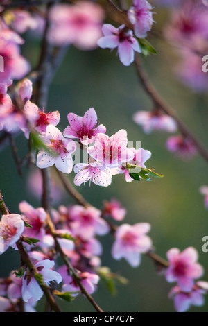 Prunus persica, pesca, rosa. Foto Stock