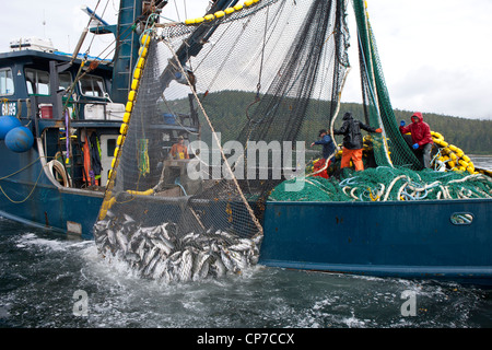 Close up di commerciale cianciolo pescatori alaggio in una rete completa di rosa e salmone chum, Chatham Strait, Alaska Foto Stock