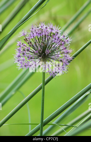 Allium Hollandicum 'viola sensazione', Allium, viola, verde. Foto Stock