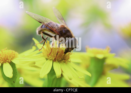 Solidago virgaurea, oro, giallo. Foto Stock