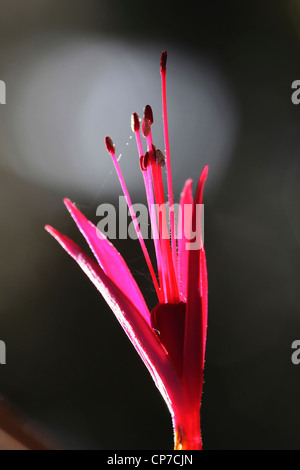 Fuchsia cultivar, Fucsia, Rosa. Foto Stock