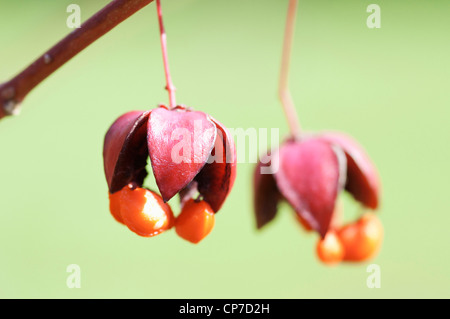 Euonymus planipes 'Sancho', albero di mandrino, rosa, verde. Foto Stock