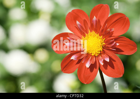 Dahlia 'Trelyn Crimson', Dalia, rosso. Foto Stock