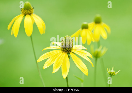 Rudbeckia fulgida, Coneflower / Susan dagli occhi neri, fiori gialli su sfondo verde. Foto Stock