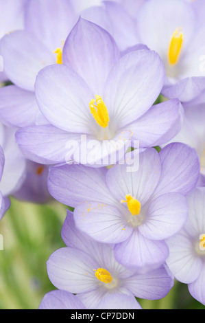 Crocus goulimyi, Crocus, Autunno crocus, blu. Foto Stock