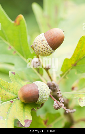 Quercus Macranthera, caucasico, rovere marrone ghiande che cresce su un albero. Foto Stock