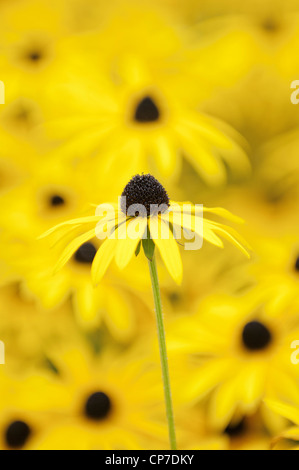 Rudbeckia fulgida var. deamii, Coneflower, black-eyed Susan, fiore giallo isolato in shallow focus contro fiori simile. Foto Stock