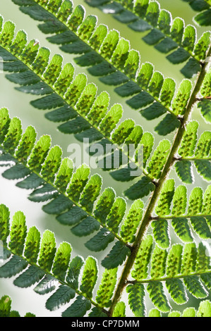 Pteridium aquilinum, felce, Bracken, la parte inferiore di un verde frond mostrando le spore getta un' ombra su uno sfondo bianco. Foto Stock