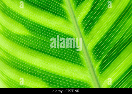 Calathea wiotii, Calathea, verde. Foto Stock