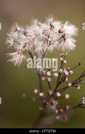 Doellingeria umbellata, Aster, Flat-sormontato Aster, bianco. Foto Stock