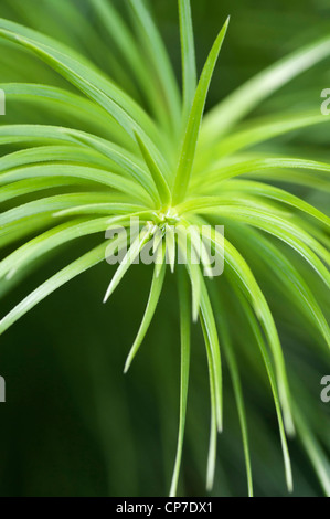 Cunninghamia lanceolata, Cina Fir, verde. Foto Stock