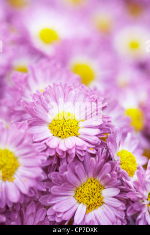 Crisantemo cultivar, crisantemo, Viola. Foto Stock