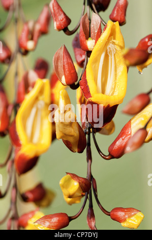 Thunbergia mysorensis, Orologio della vigna, giallo. Foto Stock