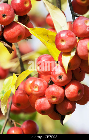 Malus hupehensis, Crab Apple, rosso. Foto Stock