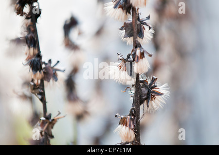 Stretto Ligularia Spiked, Ligularia stenocephala, picchi alti con il bianco feathery teste di seme. Foto Stock