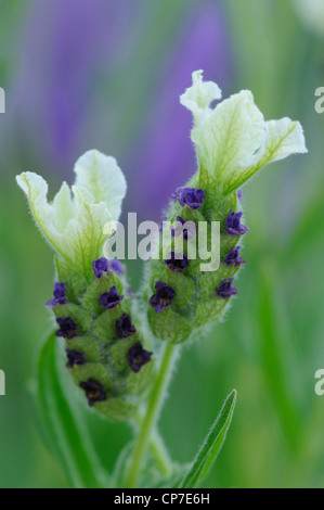 Lavandula stoechas "Pretty Polly' , la lavanda e lavanda francese, bianco. Foto Stock