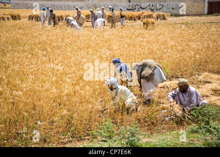 Raccolta di prodotti a granella nella provincia del Punjab, Pakistan Foto Stock