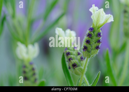 Lavandula stoechas "Pretty Polly' , la lavanda e lavanda francese, bianco. Foto Stock