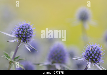 Eryngium tripartitum, mare holly, blu. Foto Stock