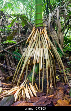 Stilt radicata palm crescente nella foresta pluviale del Choco biologica nella regione Western Ecuador Foto Stock