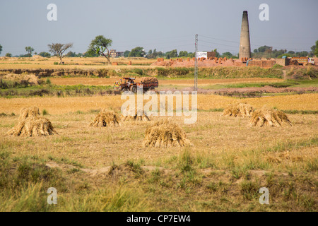 Campi di grano in zone rurali della provincia del Punjab, Pakistan Foto Stock