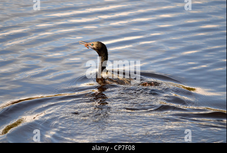 Cormorano con un boreale / gamberi in bocca Foto Stock