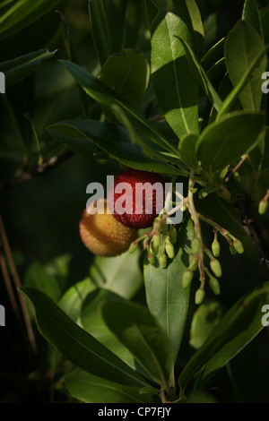 Immagine: Steve Race - il frutto del corbezzolo (Arbutus unedo), noto anche come la canna da zucchero Frutta o Abute, Catalunya, Spagna. Foto Stock