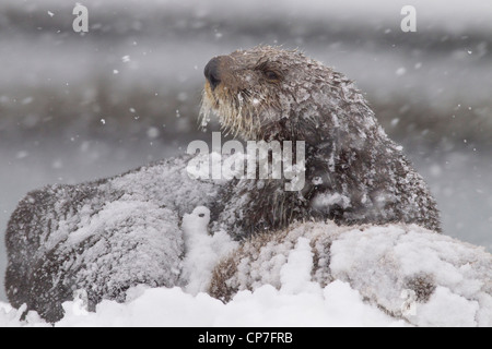 Snowcovered Sea Otter madre con un giovane cucciolo durante una bufera di neve in Prince William Sound, centromeridionale Alaska, inverno Foto Stock