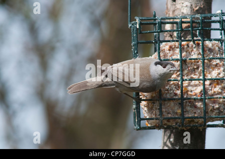 Capinera Maschio alimentazione su suet blocco alimentatore, Hastings, Sussex, Regno Unito Foto Stock