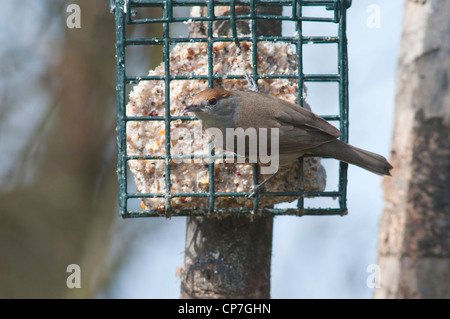 Capinera femmina alimentazione su suet blocco alimentatore, Hastings, Sussex, Regno Unito Foto Stock