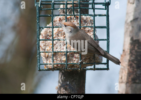 Capinera femmina alimentazione su suet blocco alimentatore, Hastings, Sussex, Regno Unito Foto Stock