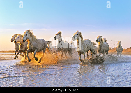 White Horse in Camargue, Francia Foto Stock