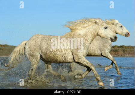 White Horse in Camargue, Francia Foto Stock