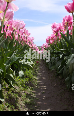 Tulipani in fiore Foto Stock