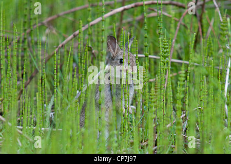 Un coniglio giovane nibbles horsetails Dungeness RSPB, Kent, England, Regno Unito Foto Stock