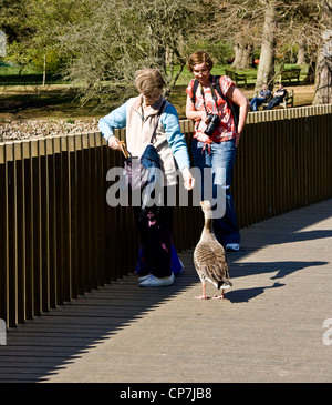 Due donne alimentando un oca sul Sackler Crossing da John Pawson Royal Botanic Gardens di Kew Londra Inghilterra Europa Foto Stock