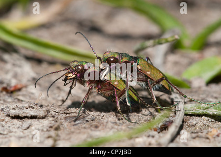 Una coppia di verde Tiger coleotteri in accoppiamento grip, Brede, Sussex, Regno Unito Foto Stock